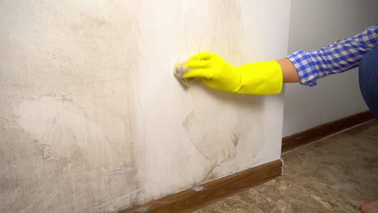 Best Black Mold Removal  in Blair, NE