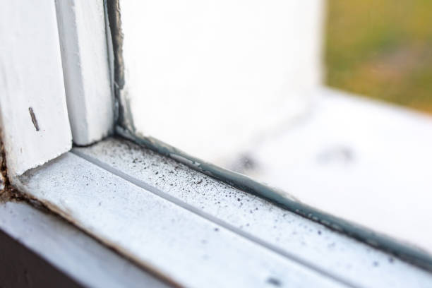 Best Comprehensive Air Testing for Mold Contaminants  in Blair, NE