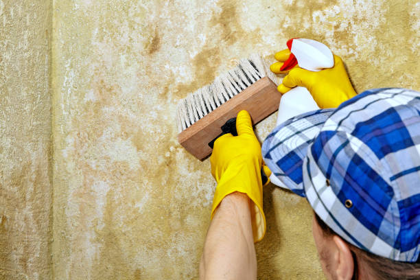 Best Mold Remediation for Vacation Homes  in Blair, NE
