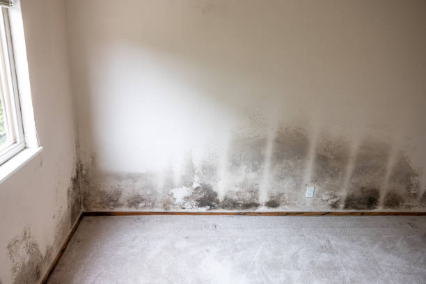 Trusted Blair, NE Mold Removal Experts